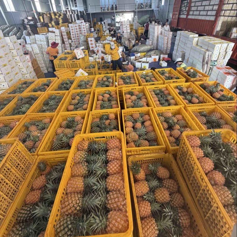 徐闻金钻凤梨日发5万斤➕能力，欢迎电商，直播老板砸单