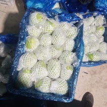 精品番石榴装车现场，诚信代办