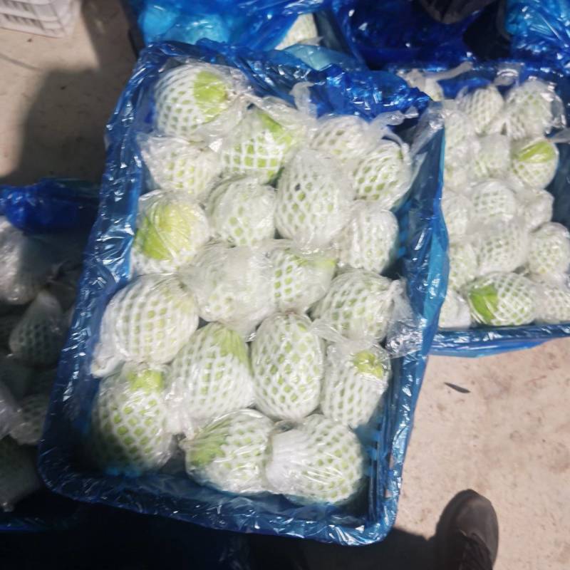 精品番石榴装车现场，诚信代办