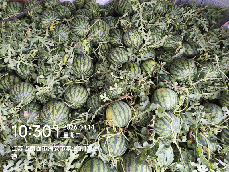 江苏东台美都西瓜，对接全国批发商。量大可议价，产地直发