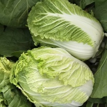 黄心白菜量大质优价格优惠支持视频看货欢迎采购咨询