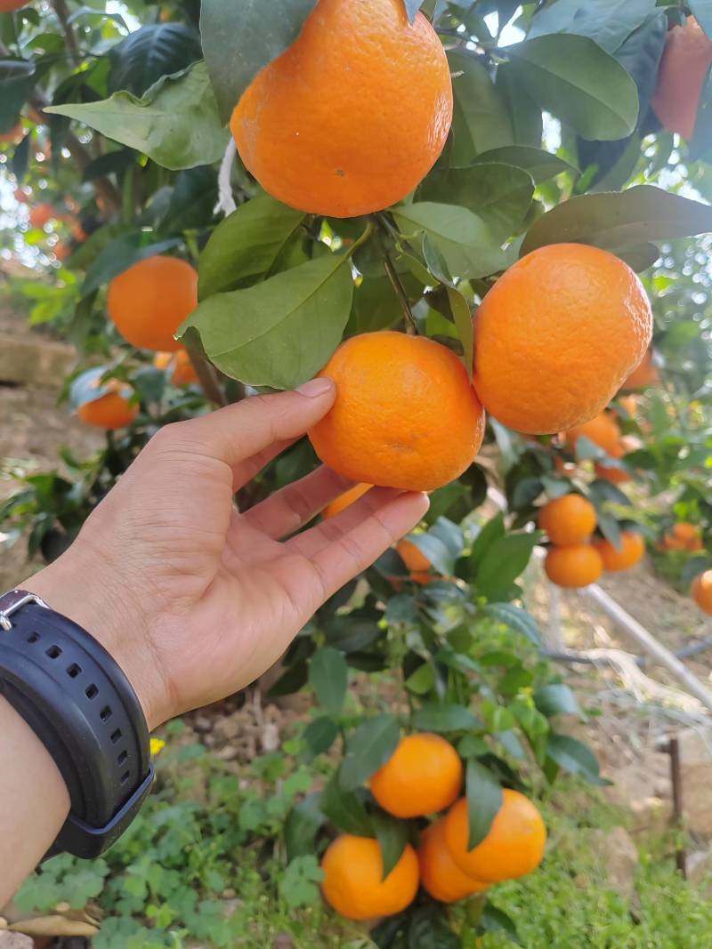大理宾川沃柑现摘现发