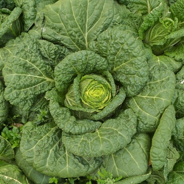 大白菜