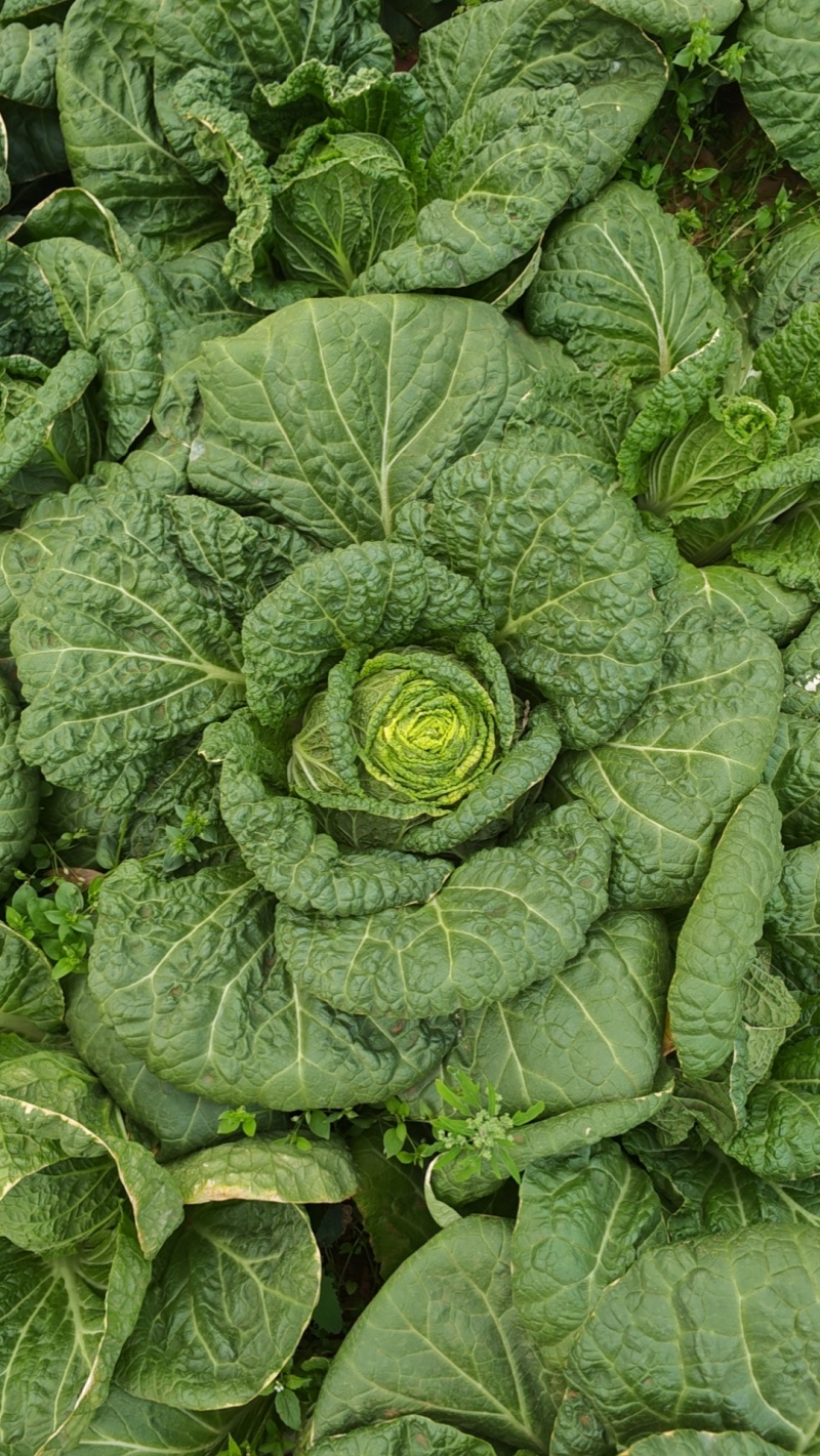 大白菜