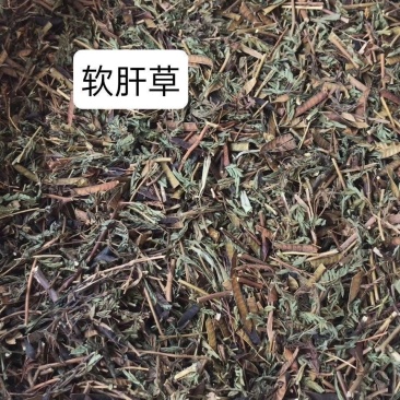 软肝草广西野生中药材软肝草铁甲草益肝草含羞草决明中草药
