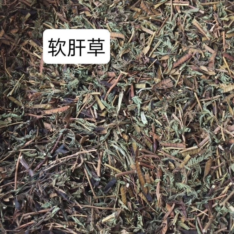 软肝草广西野生中药材软肝草铁甲草益肝草含羞草决明中草药