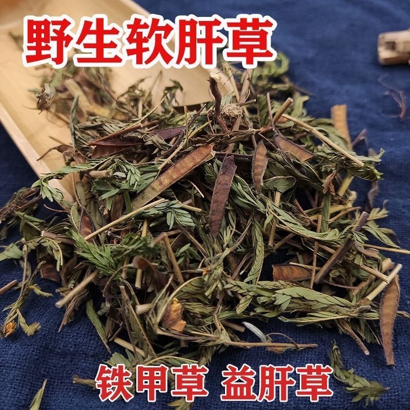 软肝草广西野生中药材软肝草铁甲草益肝草含羞草决明中草药