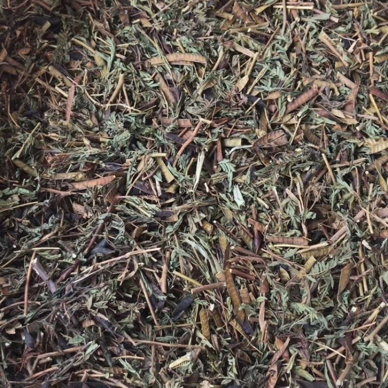 软肝草广西野生中药材软肝草铁甲草益肝草含羞草决明中草药