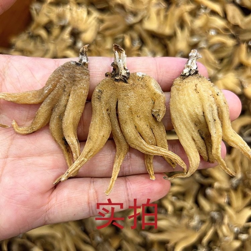 手掌参中药材佛手参正宗西藏特产佛手参干手儿参精选