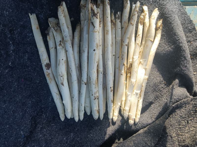 山东潍坊坊子白芦笋上市了欢迎老板来电咨询！