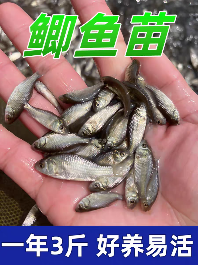 中科5号鲫鱼苗鲫鱼苗大板鲫鱼苗工程鲫彭泽鲫白鲫