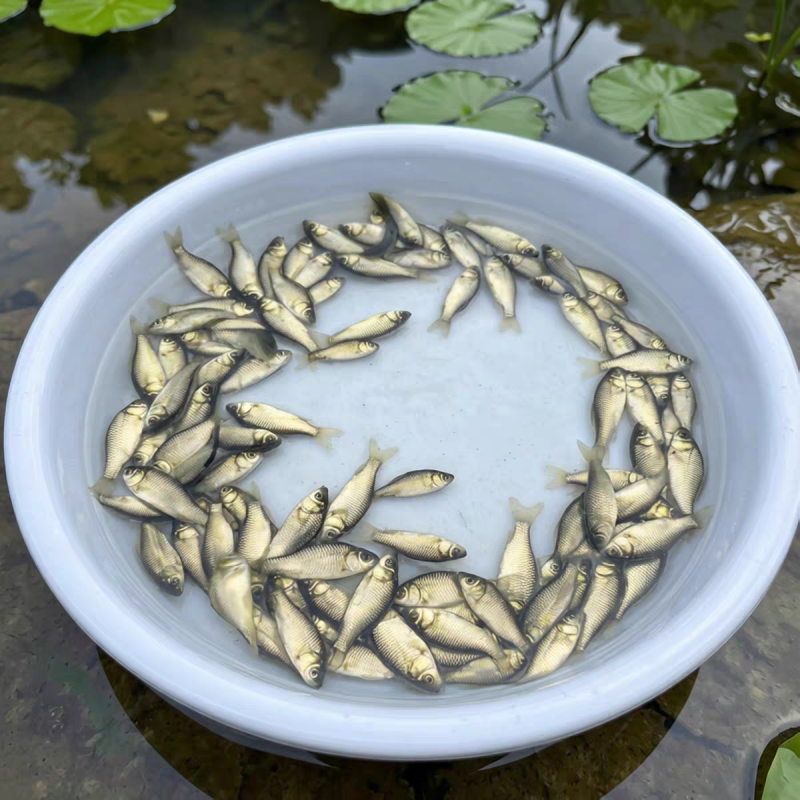 中科5号鲫鱼苗鲫鱼苗大板鲫鱼苗工程鲫彭泽鲫白鲫