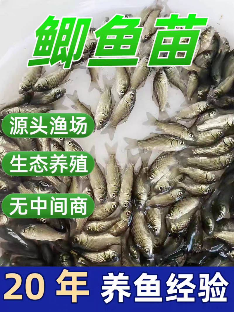 中科5号鲫鱼苗鲫鱼苗大板鲫鱼苗工程鲫彭泽鲫白鲫