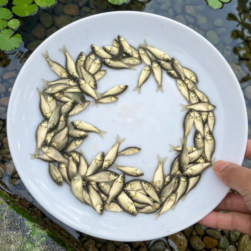 中科5号鲫鱼苗鲫鱼苗大板鲫鱼苗工程鲫彭泽鲫白鲫