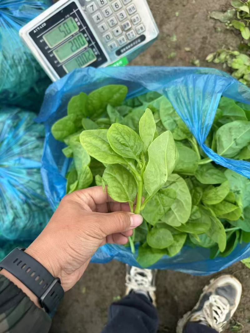 落葵，木耳菜，支持视频看货，可发往全国市场！诚信经营