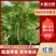 精品红豆，基地大棚种植，产地直发品质有保障