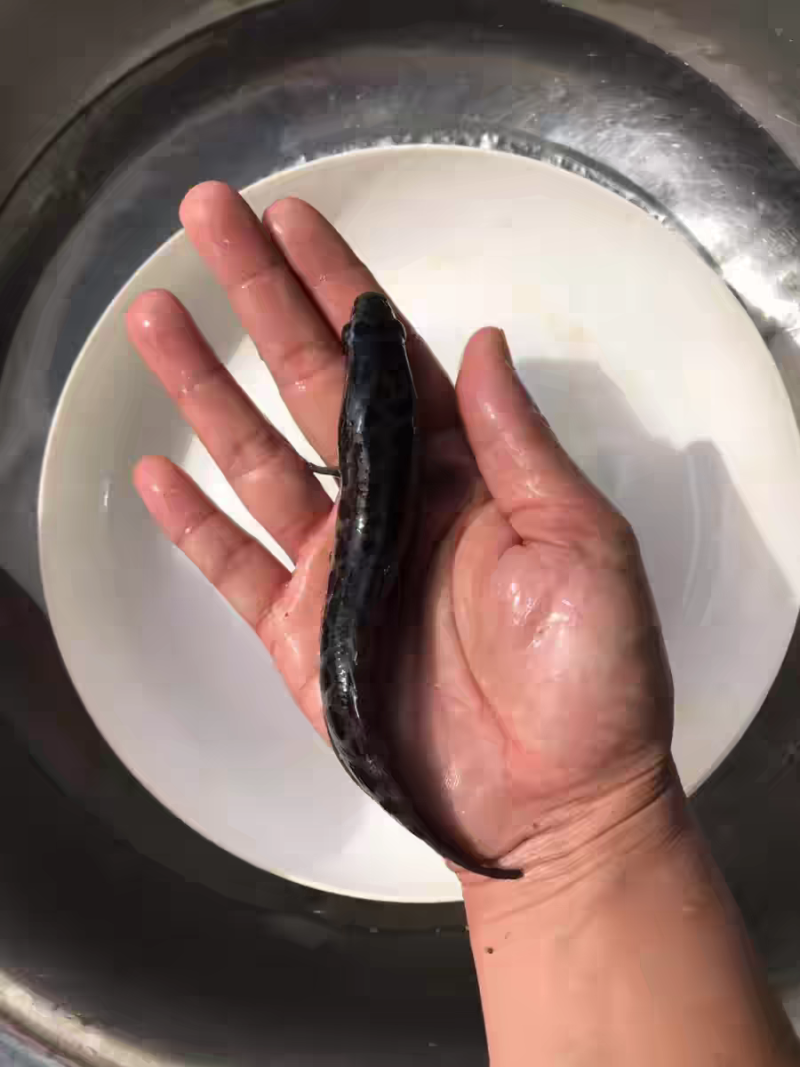 杂交黑鱼苗优质生鱼乌鱼苗淡水好养殖财鱼苗乌鳢鱼苗包活黑鱼