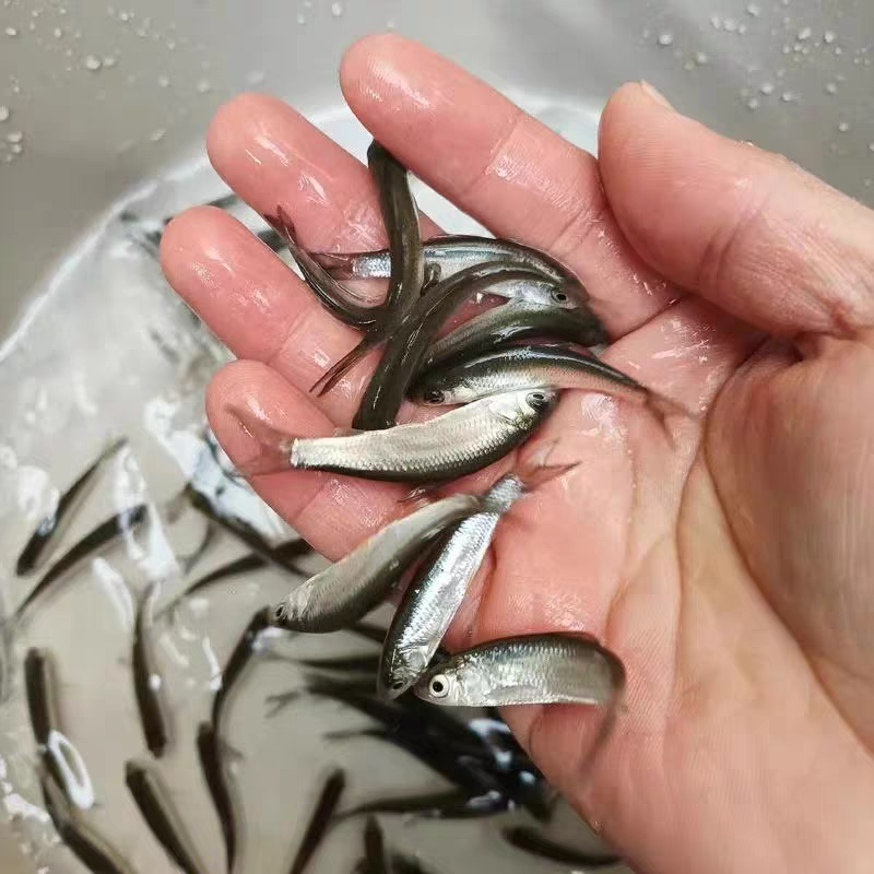 赤眼鳟鱼苗红眼鳟赤眼鱼爱跳适应性强淡水养殖食用鱼生杂食路
