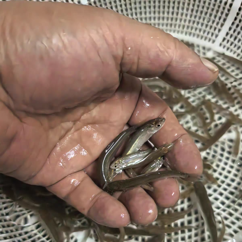 赤眼鳟鱼苗红眼鳟赤眼鱼爱跳适应性强淡水养殖食用鱼生杂食路