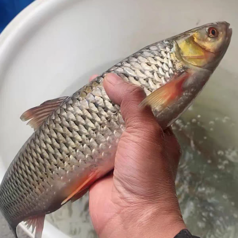 赤眼鳟鱼苗红眼鳟赤眼鱼爱跳适应性强淡水养殖食用鱼生杂食路