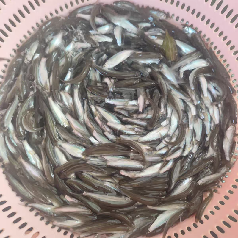 赤眼鳟鱼苗红眼鳟赤眼鱼爱跳适应性强淡水养殖食用鱼生杂食路