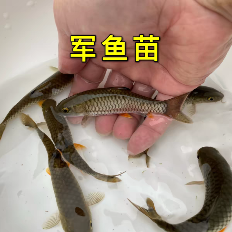军鱼苗光倒刺鲃青竹鲩黄娟坑坚观赏淡水养殖鱼苗
