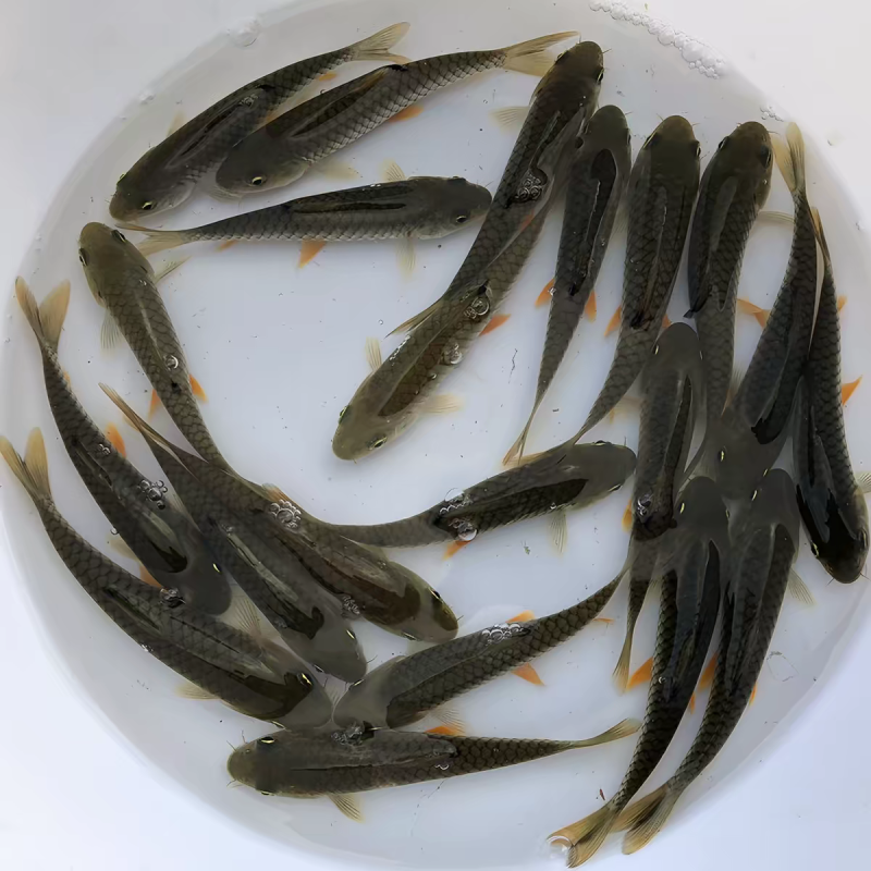 军鱼苗光倒刺鲃青竹鲩黄娟坑坚观赏淡水养殖鱼苗