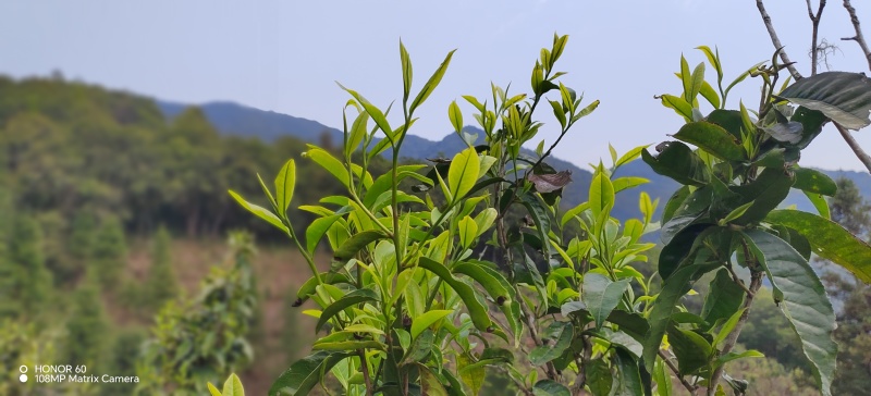 云南红河生态茶，口感醇厚香甜，回甘持久，性价比超高。