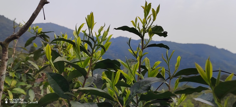 云南红河生态茶，口感醇厚香甜，回甘持久，性价比超高。