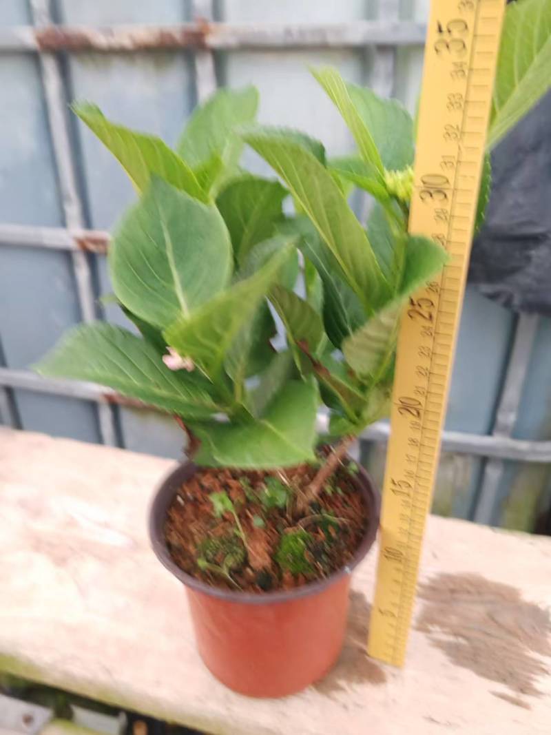 绣球花盆栽电商货，档口货