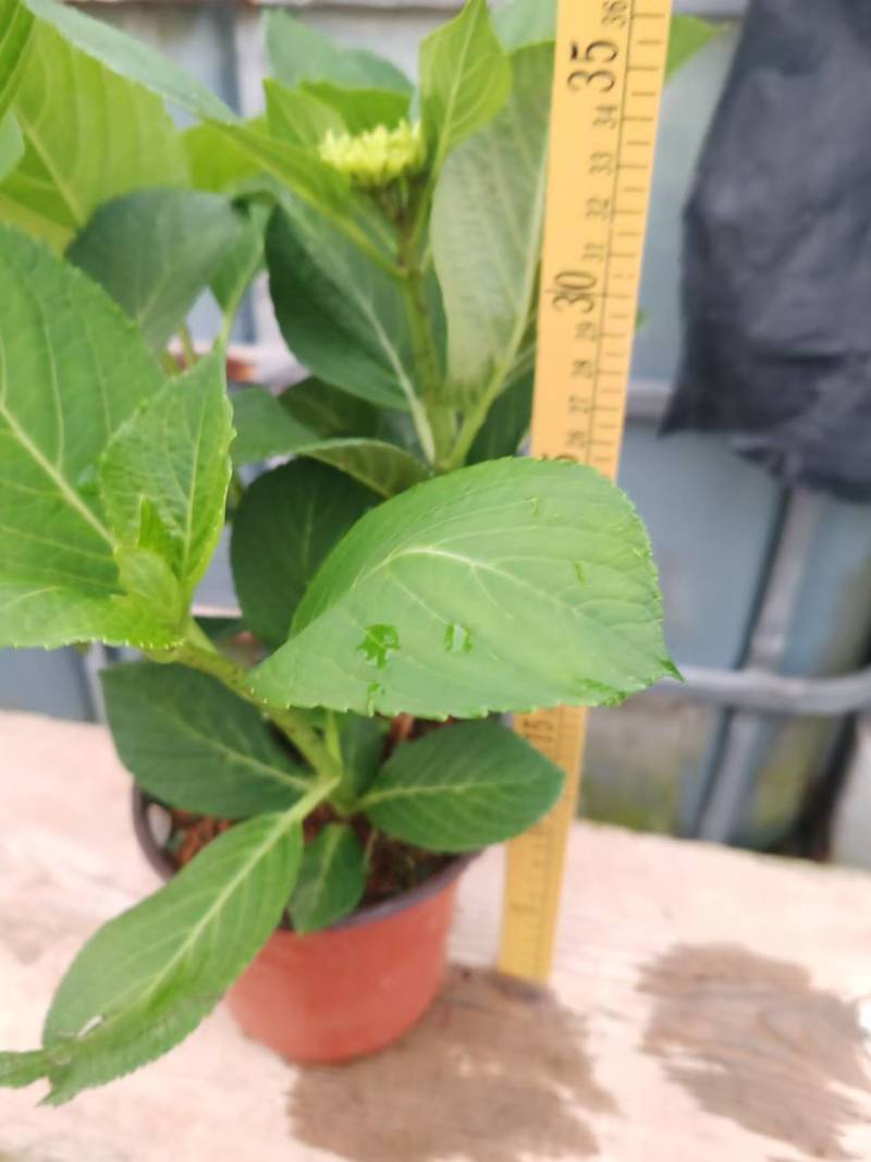 绣球花盆栽电商货，档口货