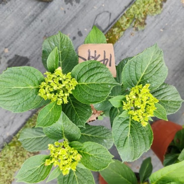 绣球花盆栽电商货，档口货