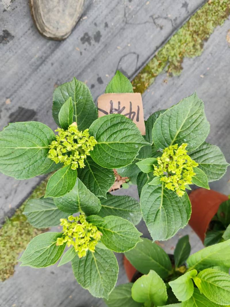 绣球花盆栽电商货，档口货