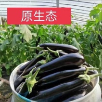 山东潍坊寿光长茄子电商团购一件代发社区团购