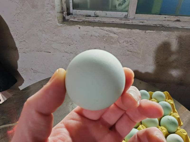 本地散养土鸡蛋（乌鸡蛋）货源充足量大从优质量保证