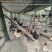 本地散养土鸡蛋（乌鸡蛋）货源充足量大从优质量保证