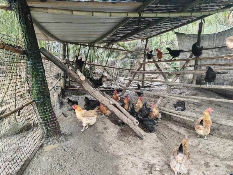 本地散养土鸡蛋（乌鸡蛋）货源充足量大从优质量保证