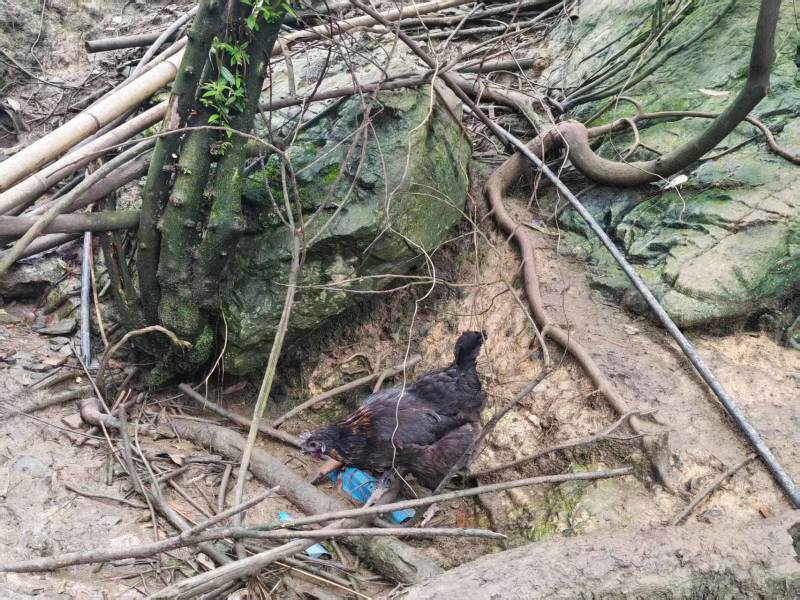 本地散养土鸡蛋（乌鸡蛋）货源充足量大从优质量保证