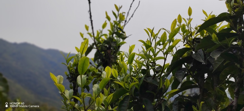云南红河生态茶，口感醇厚香甜，回甘持久，性价比超高。