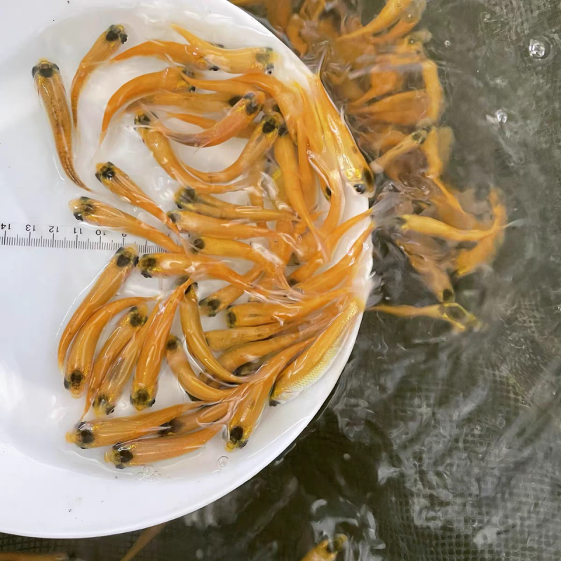 金草鱼苗金鲩鱼淡水草鱼苗俄罗斯金草鱼苗耐养耐运输