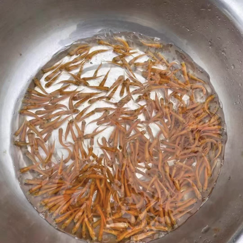 金草鱼苗金鲩鱼淡水草鱼苗俄罗斯金草鱼苗耐养耐运输