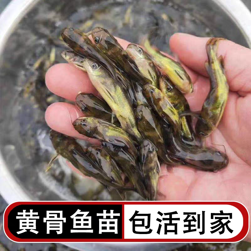 黄骨鱼苗黄颡鱼苗杂交黄骨鱼苗水花黄辣丁自有基地供货及时
