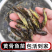 黄骨鱼苗黄颡鱼苗杂交黄骨鱼苗水花黄辣丁自有基地供货及时