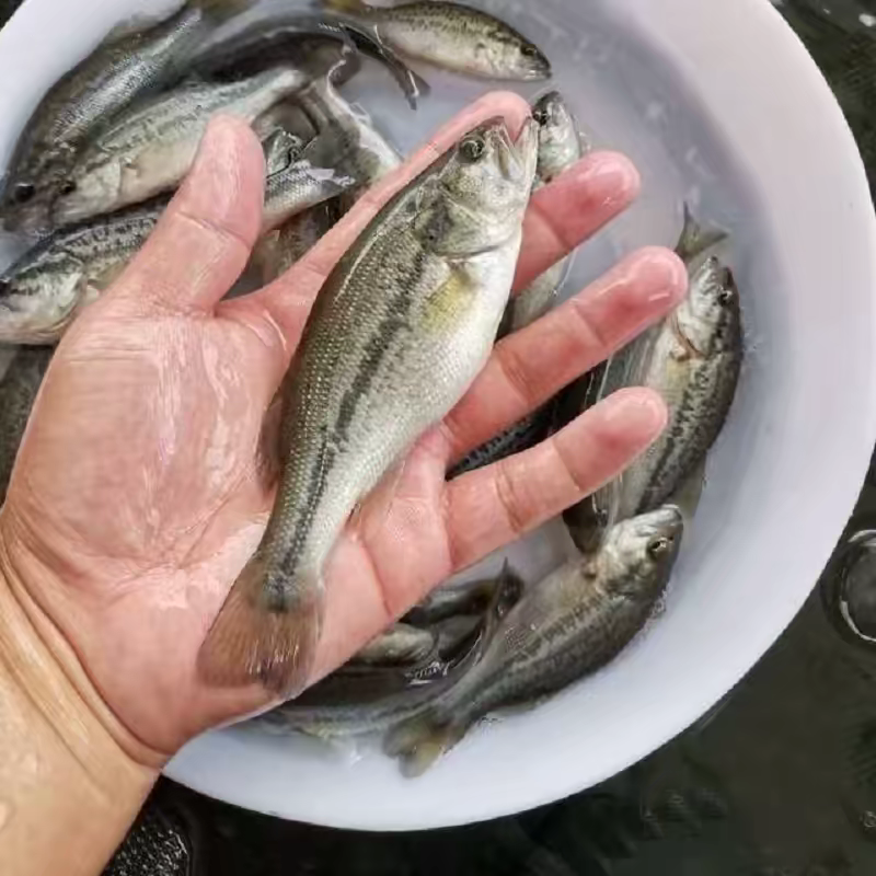 加州鲈鱼苗淡水养殖食用鲈鱼苗鱼塘养殖大口黑鲈路亚凶猛观赏