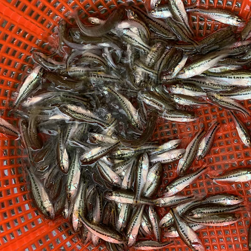 加州鲈鱼苗淡水养殖食用鲈鱼苗鱼塘养殖大口黑鲈路亚凶猛观赏