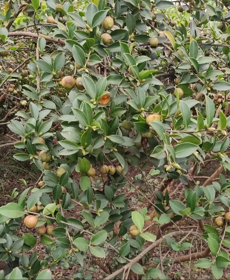茶油，山茶油，自己村里面榨的山茶油，有现货7000斤