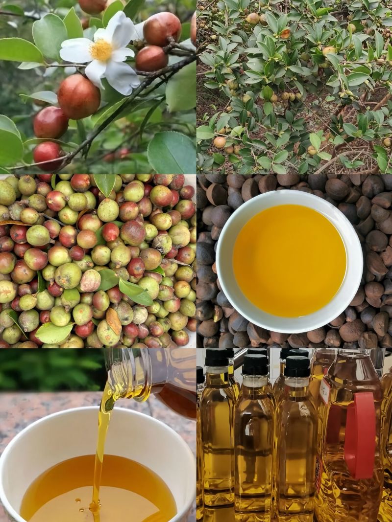 茶油，山茶油，自己村里面榨的山茶油，有现货7000斤