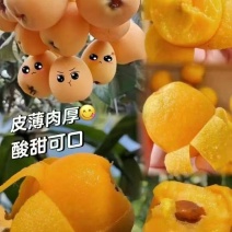 荔波大五星枇杷即将上市，
