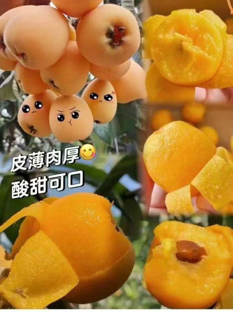 荔波大五星枇杷即将上市，