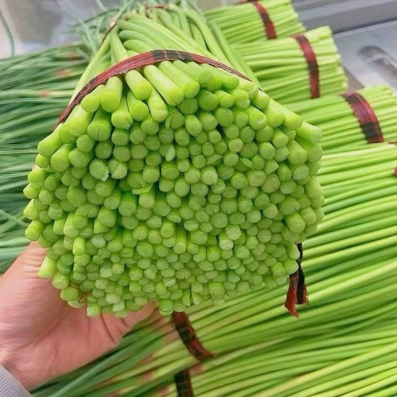 红帽蒜苔产地直发全款发货量大价优